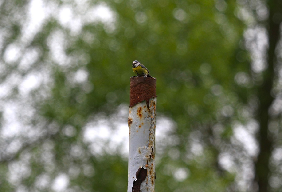 Eurasian Blue Tit - ML619289639