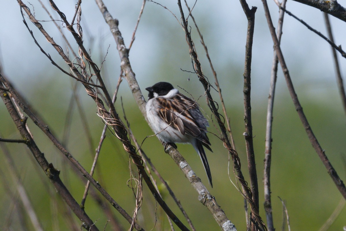 Reed Bunting - ML619289648