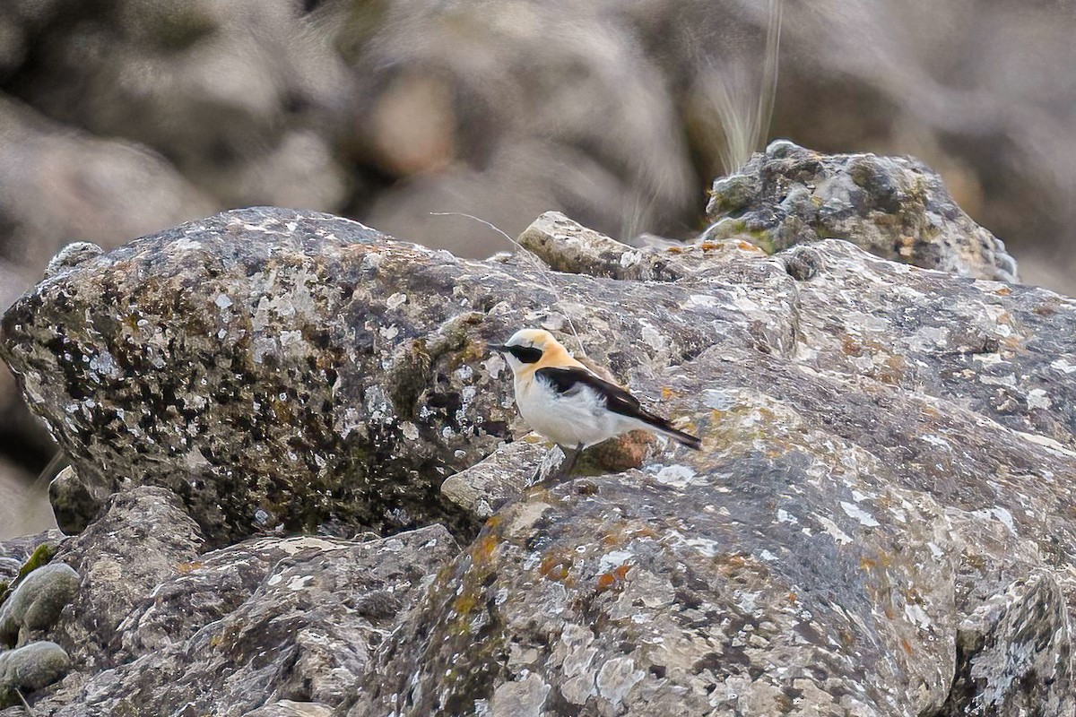 Western Black-eared Wheatear - Mac Aragon