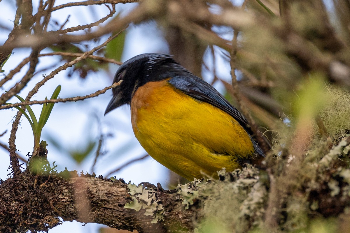 Buff-breasted Mountain Tanager (Carriker's) - Lutz Duerselen