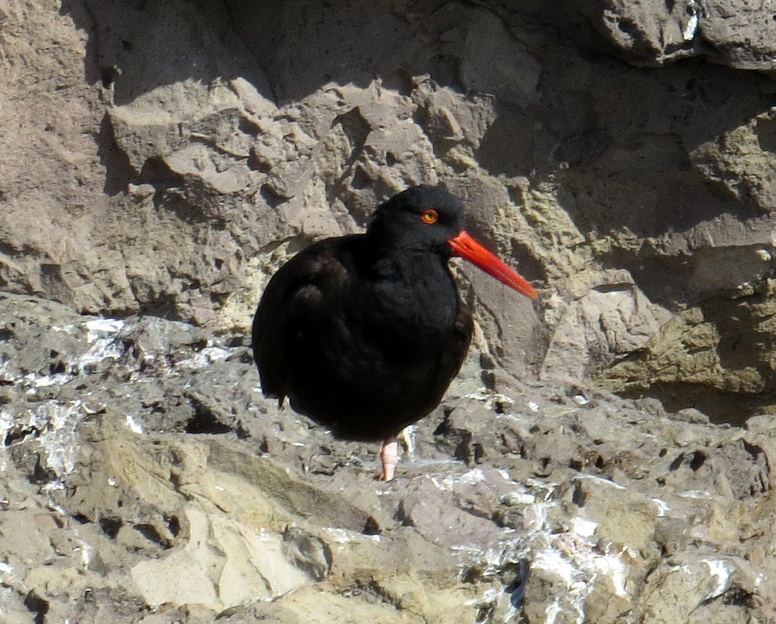 Black Oystercatcher - Pam Campbell