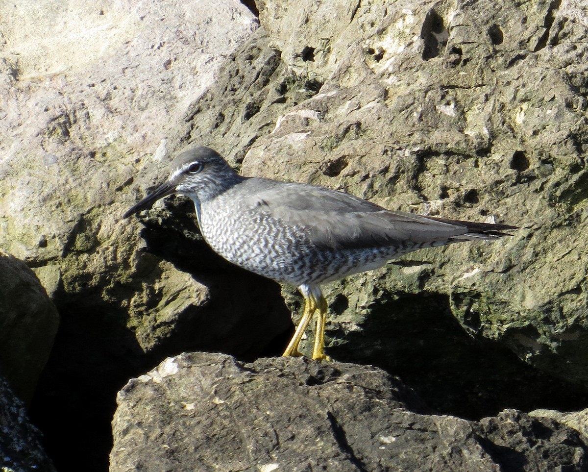 Wandering Tattler - ML619289670