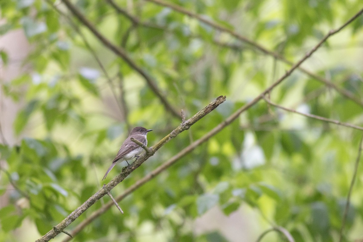 Eastern Phoebe - John Garrison