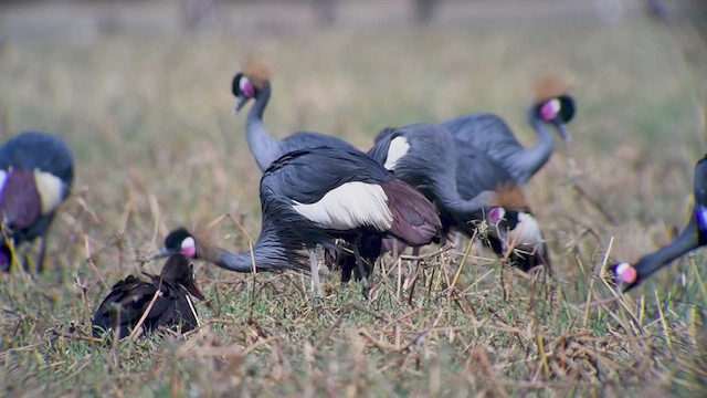 Black Crowned-Crane - ML619289677