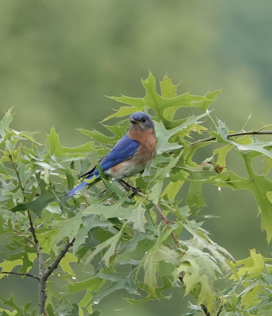 Eastern Bluebird - elizabeth  trimble