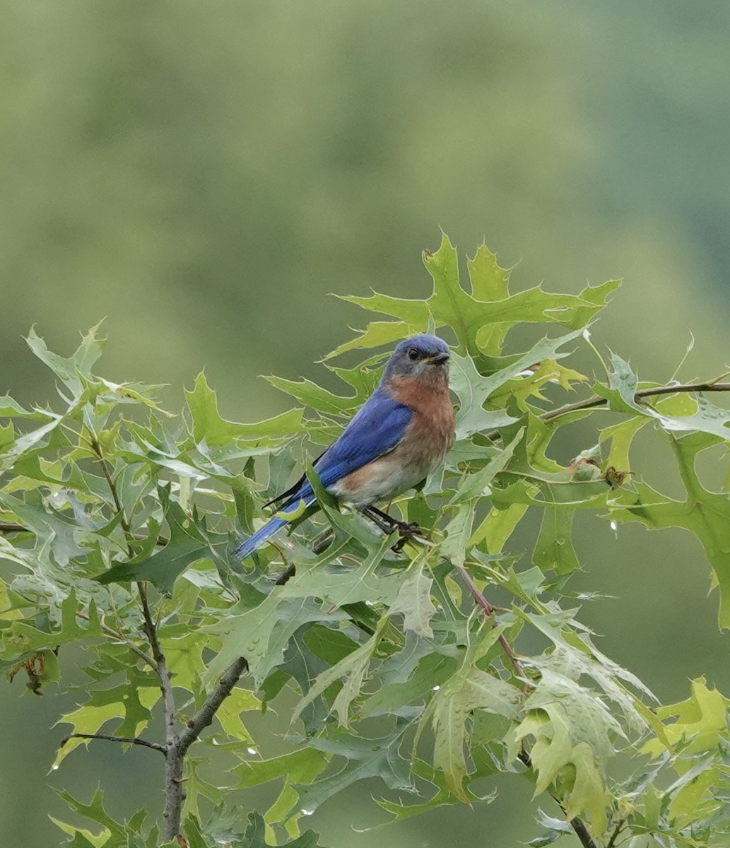 Eastern Bluebird - elizabeth  trimble