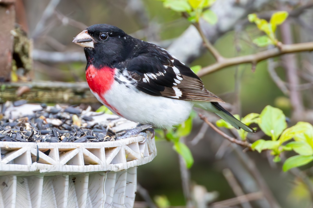 Rose-breasted Grosbeak - David Bergstrom