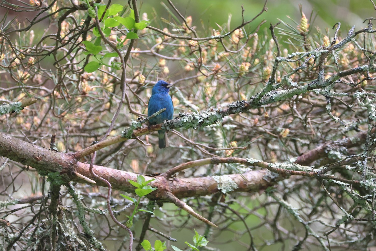 Passerin indigo - ML619289705