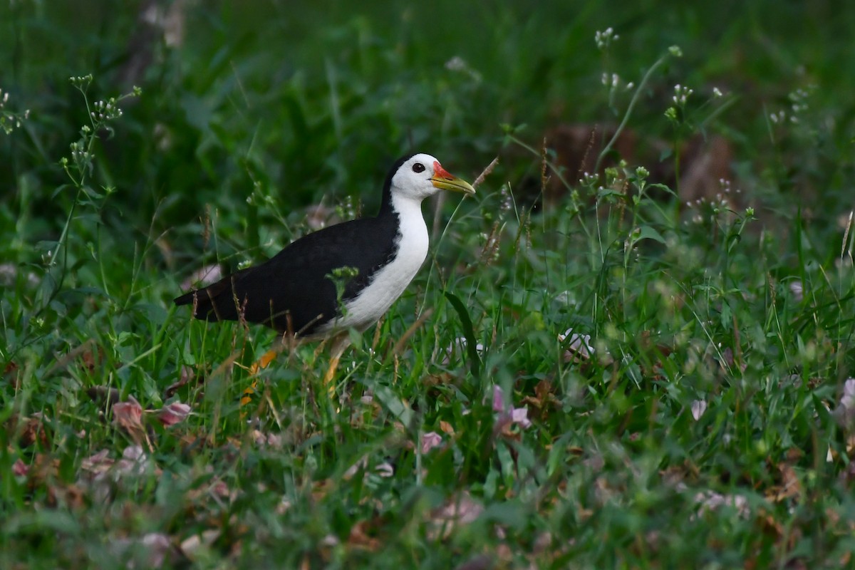 White-breasted Waterhen - Rotem Avisar