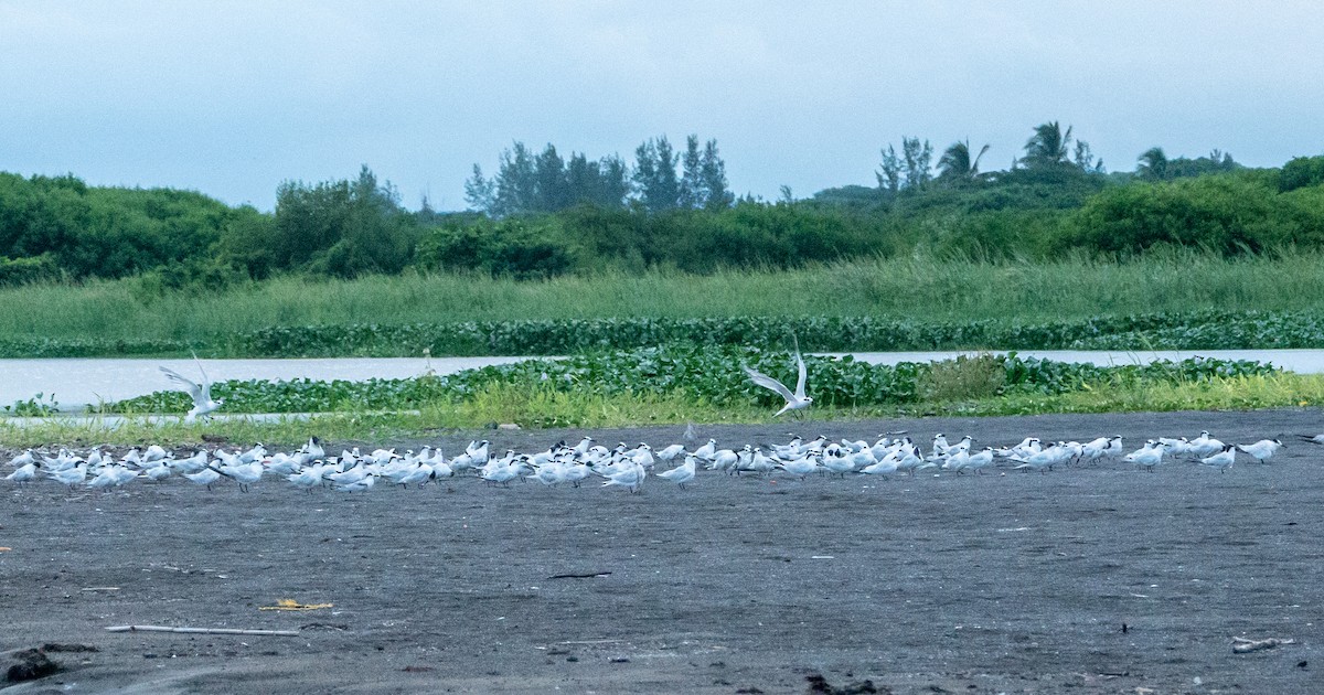 Sandwich Tern - ML619289710