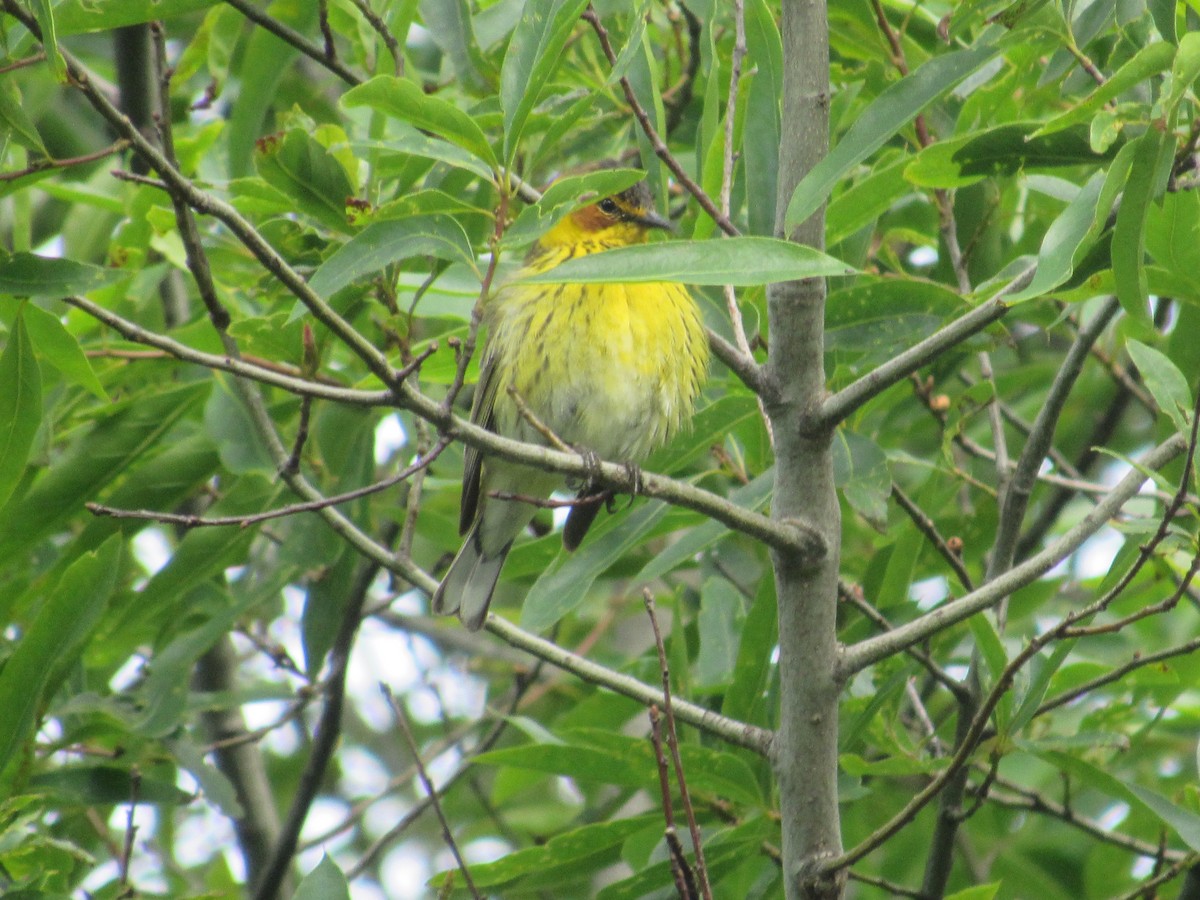 Cape May Warbler - John Coyle