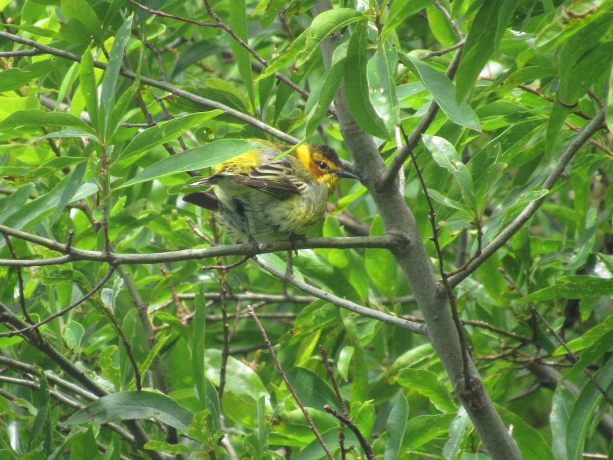 Cape May Warbler - John Coyle