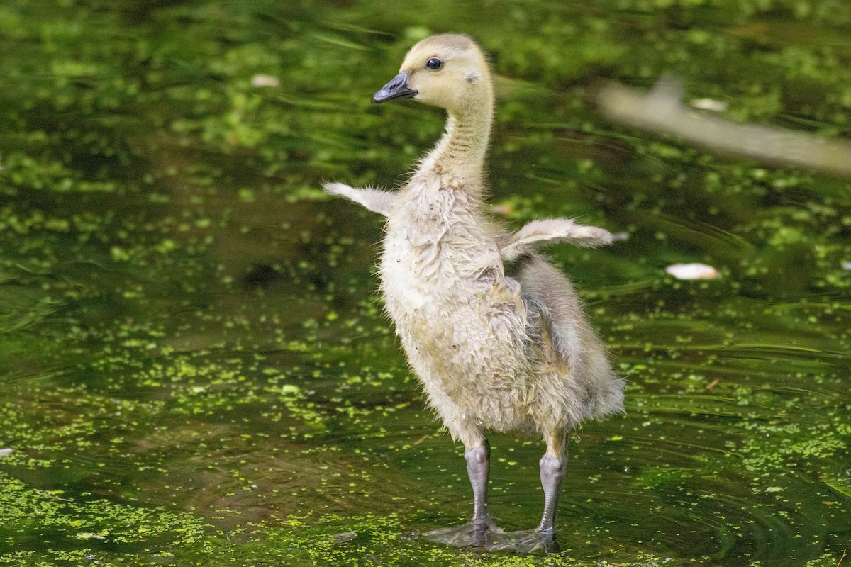 Canada Goose - John Garrison