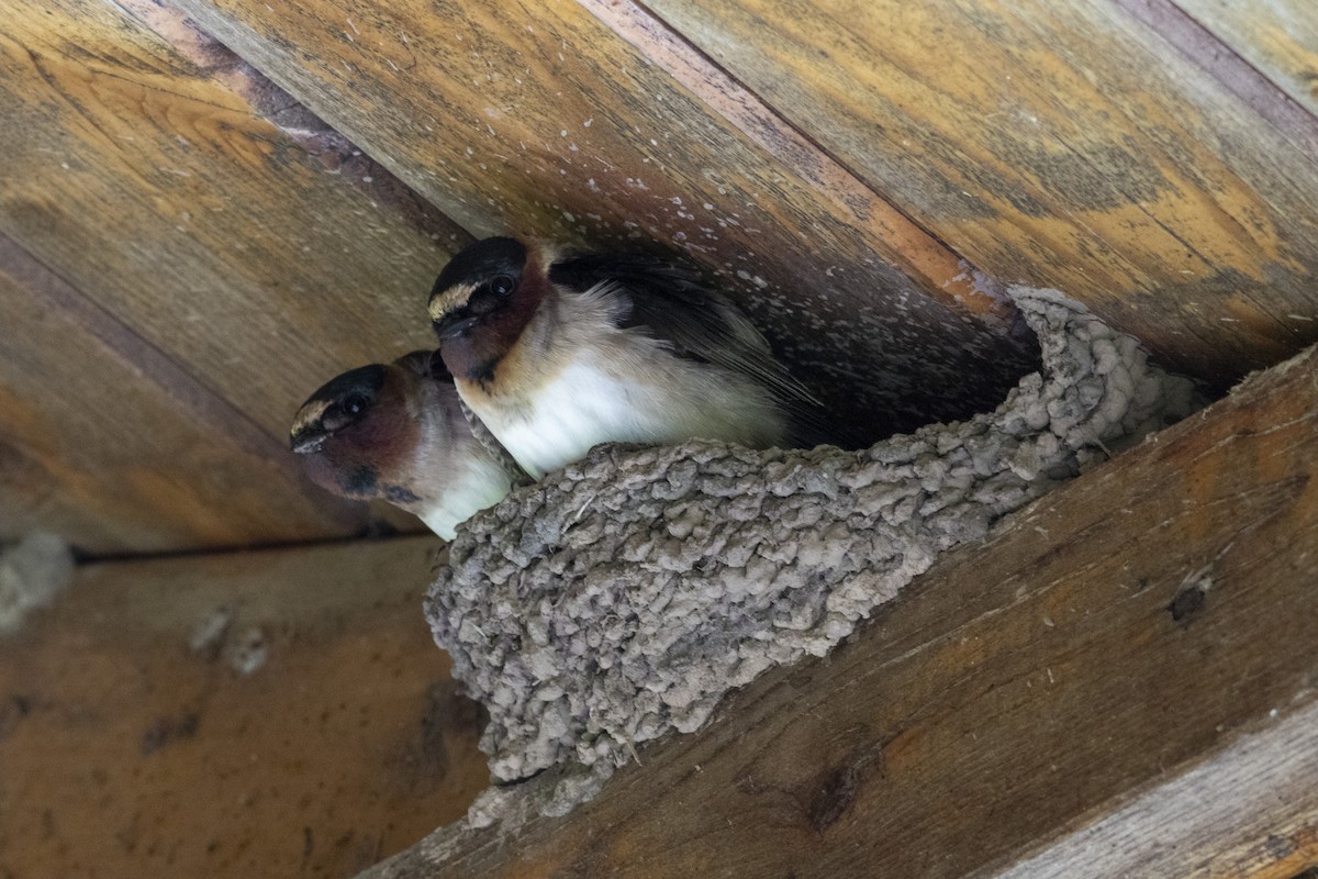 Cliff Swallow - ML619289732