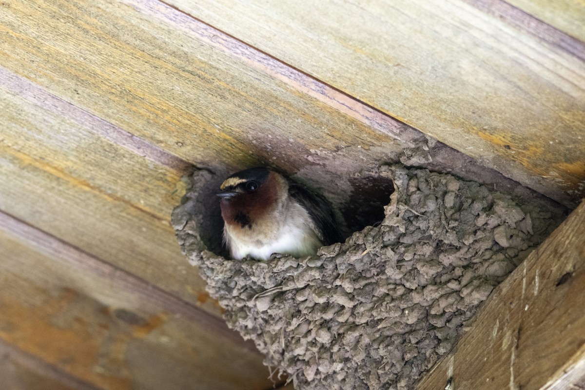 Cliff Swallow - ML619289733