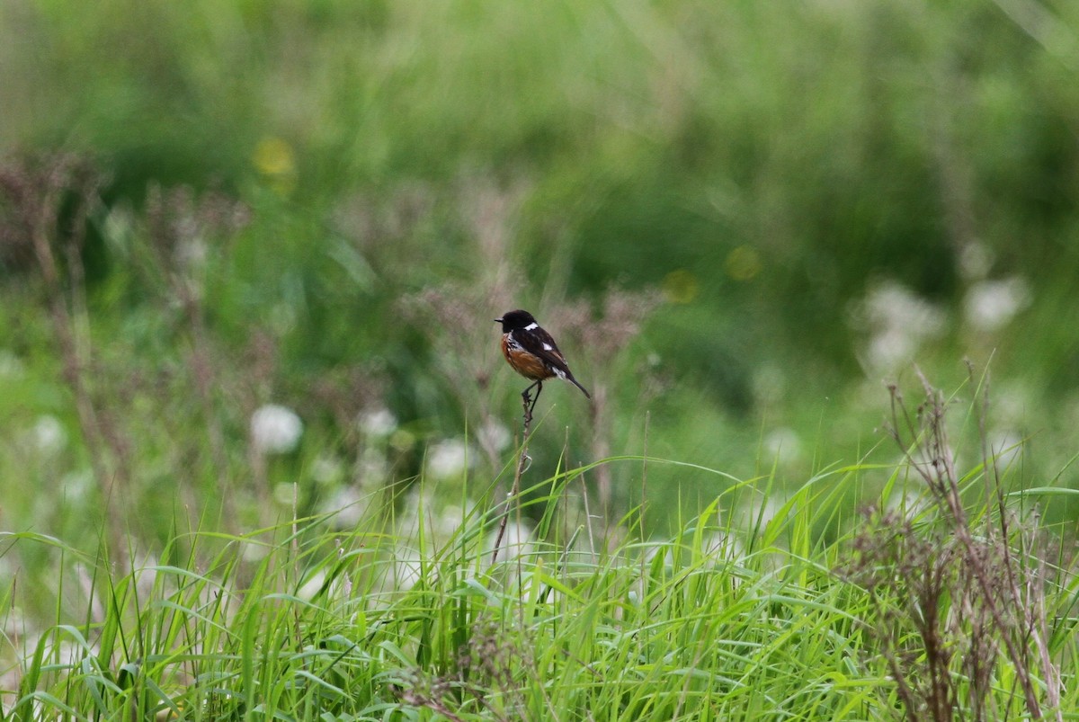 European Stonechat - ML619289738