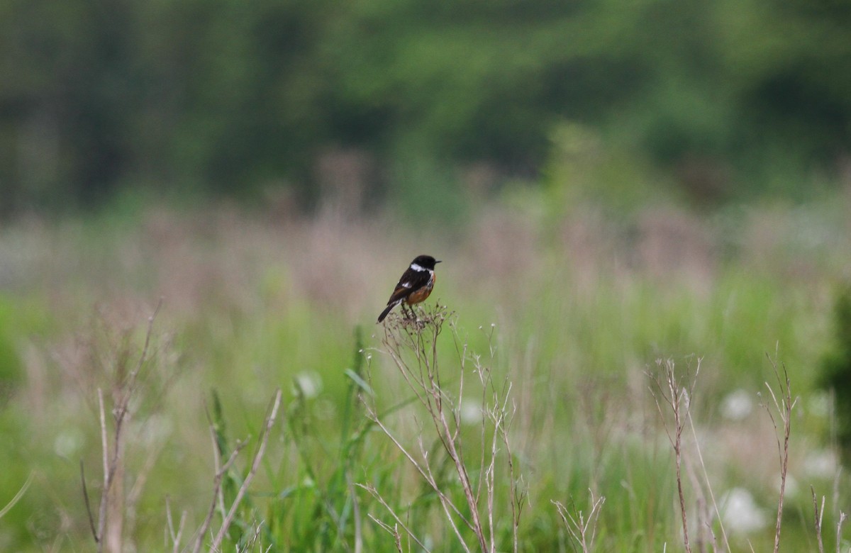 European Stonechat - ML619289739