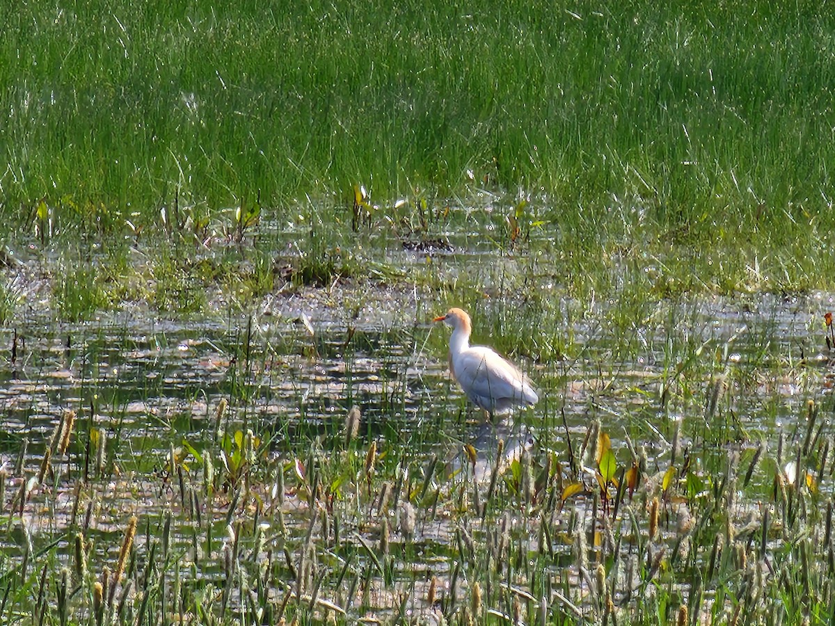 Western Cattle Egret - ML619289743