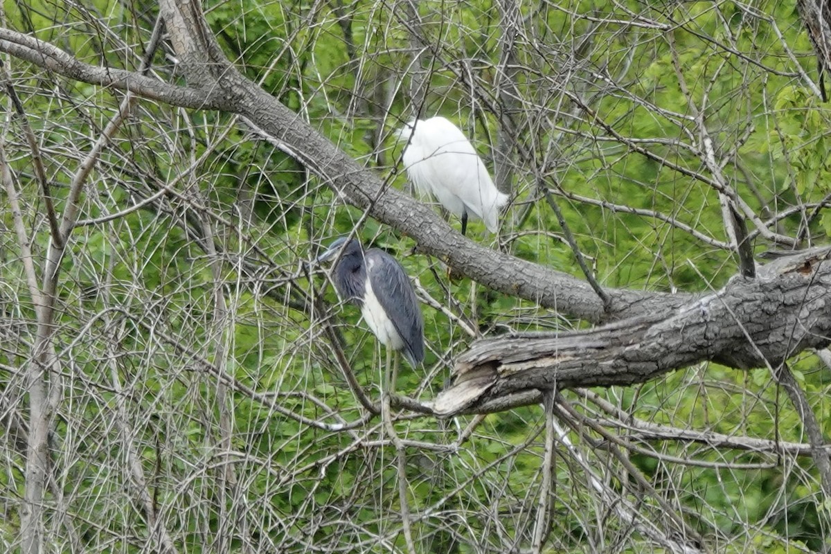 Tricolored Heron - Jo Fasciolo