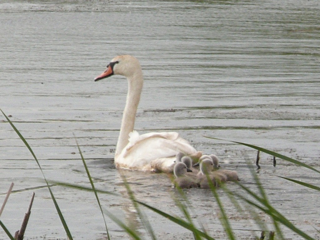 Mute Swan - Jan Listunov