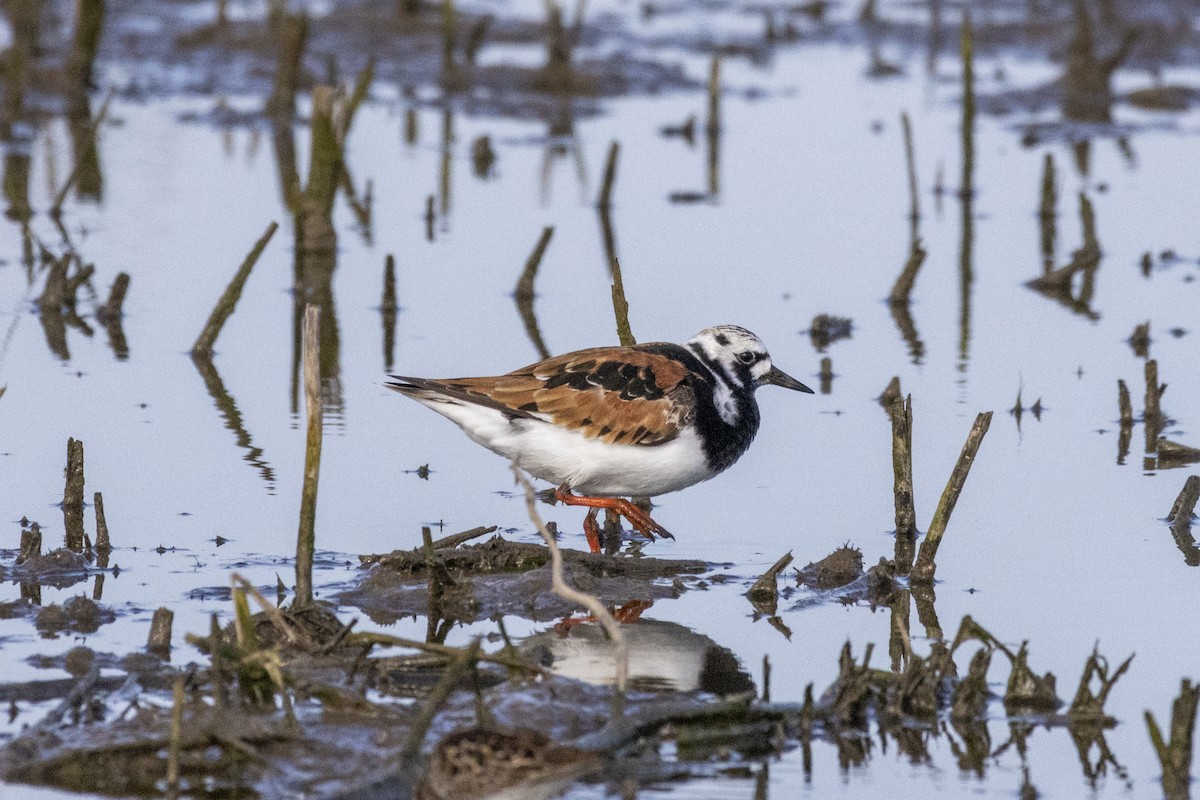 Ruddy Turnstone - ML619289763