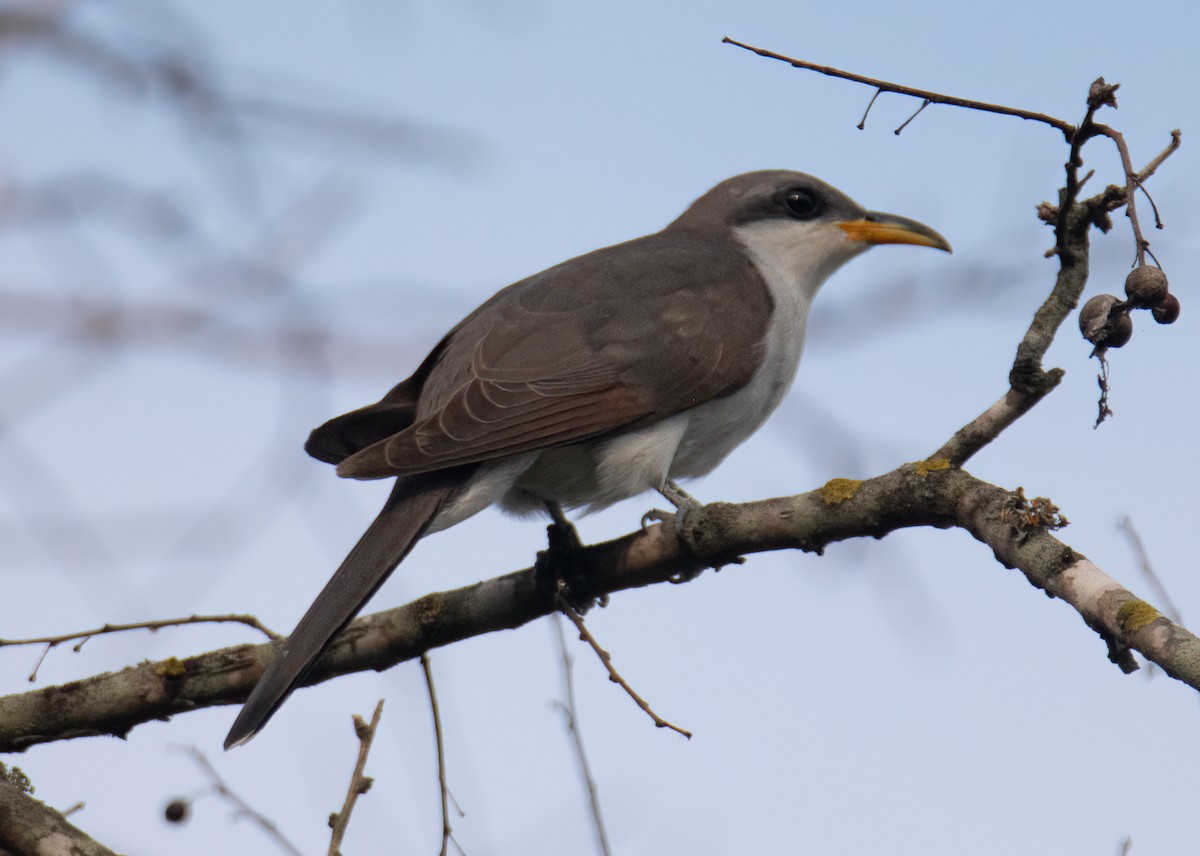 Yellow-billed Cuckoo - ML619289765