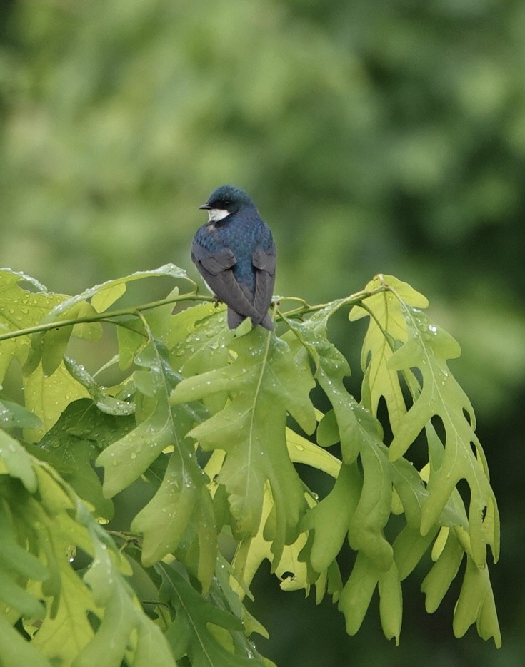 Tree Swallow - elizabeth  trimble