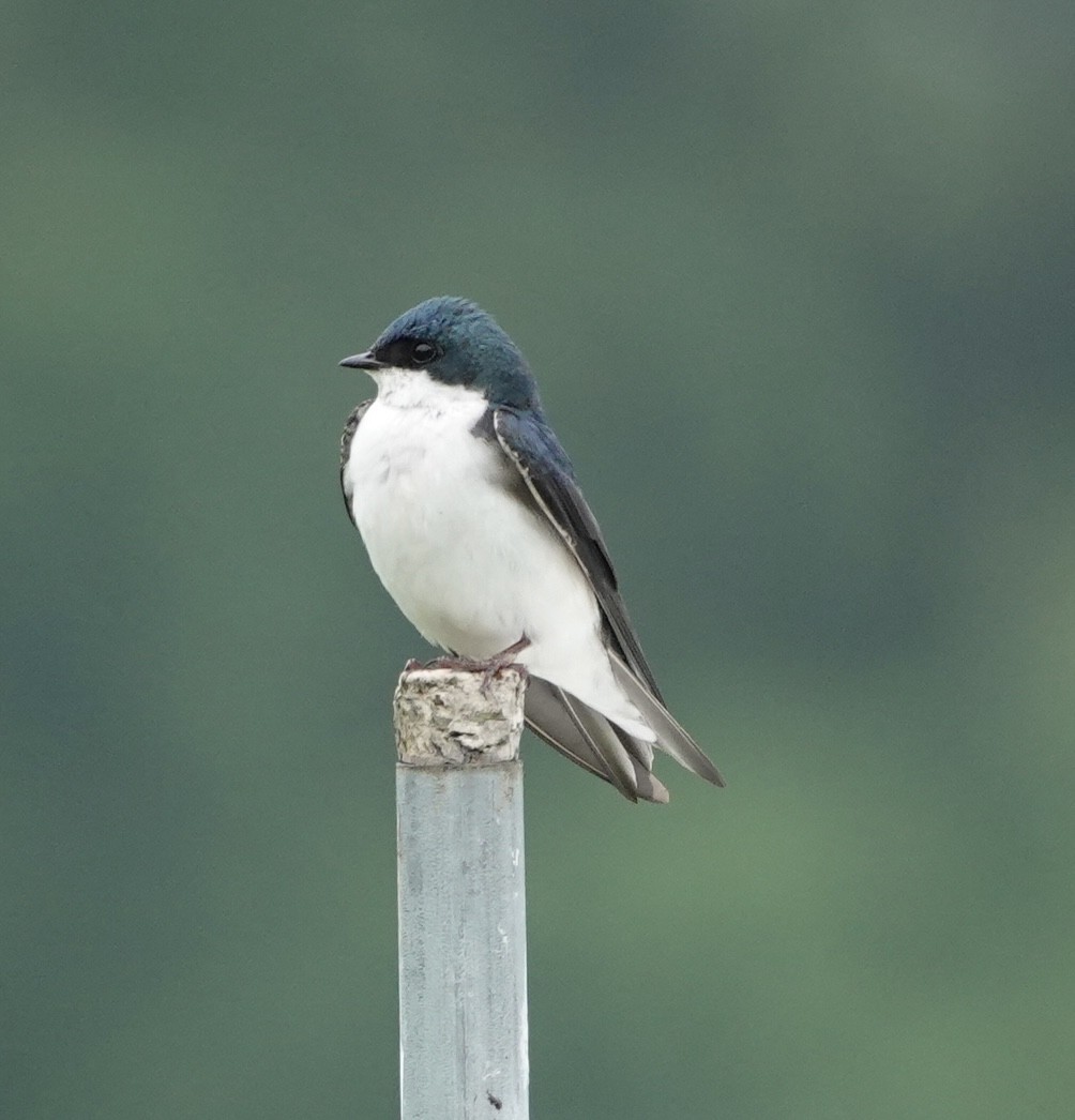 Tree Swallow - elizabeth  trimble