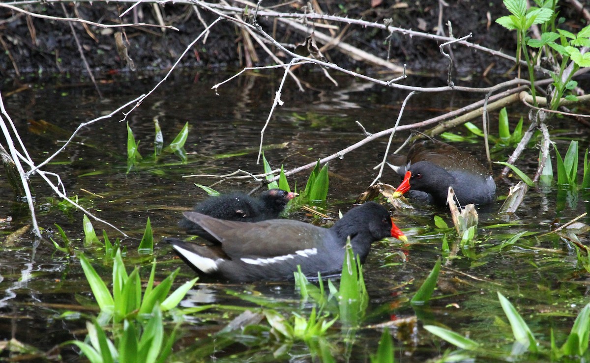 Eurasian Moorhen - ML619289786