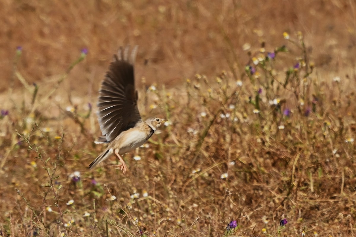 Calandra Lark - José Pais