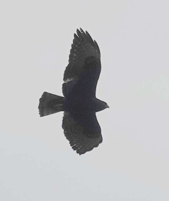 Short-tailed Hawk - Lilian Saul