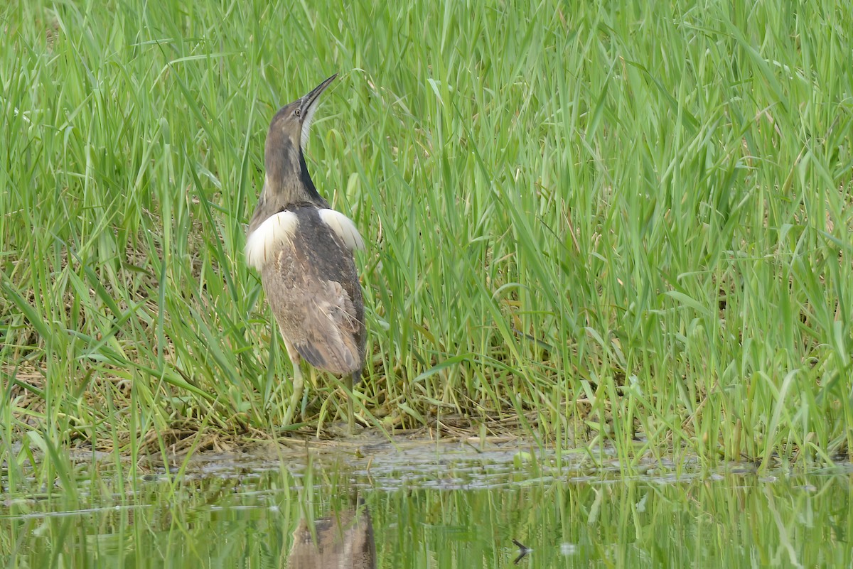 American Bittern - Daniel Thibault