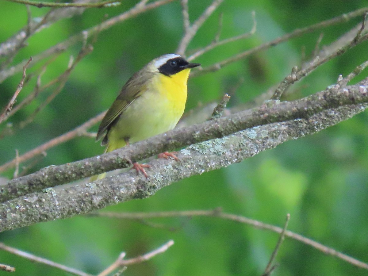 Common Yellowthroat - ML619289823