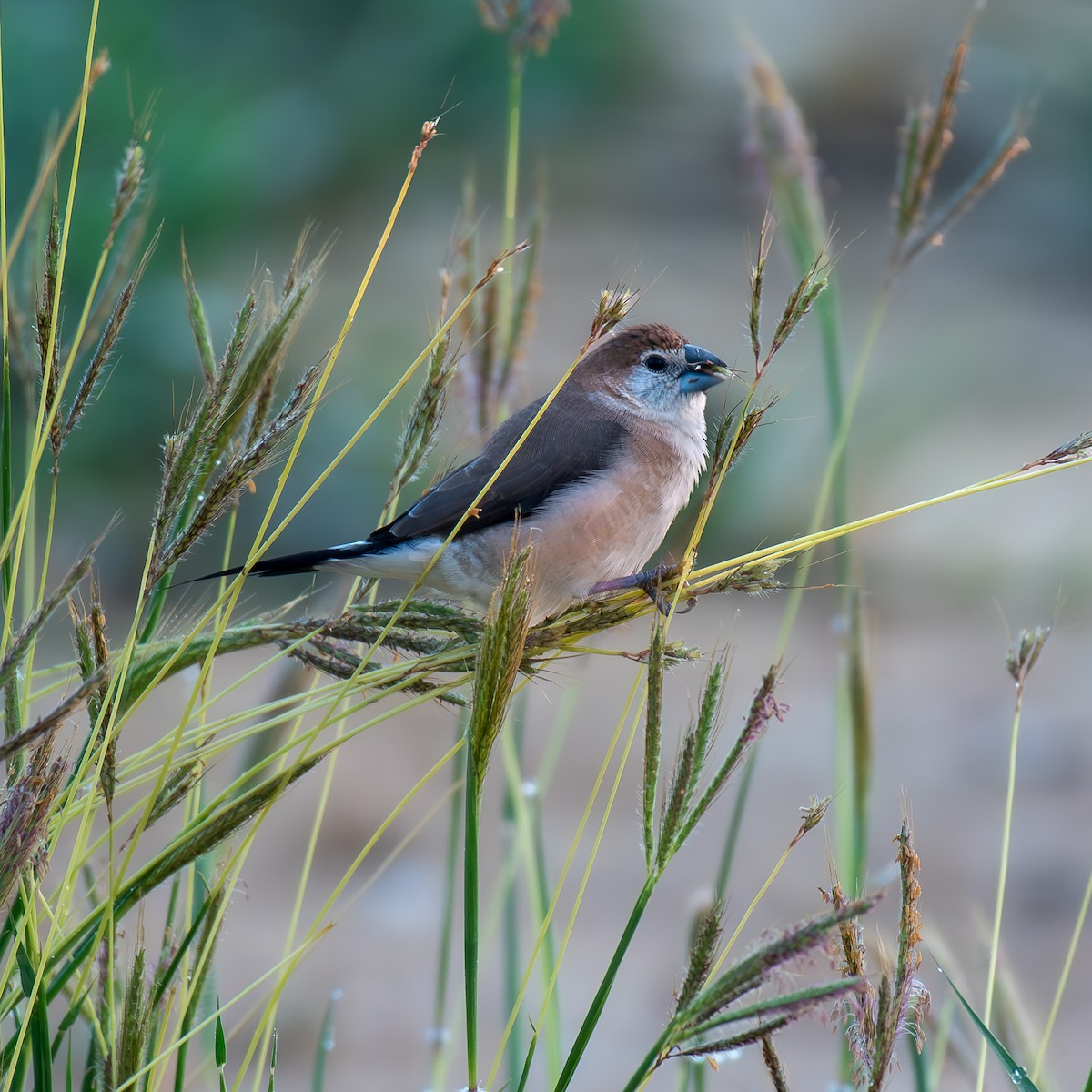 Indian Silverbill - ML619289825