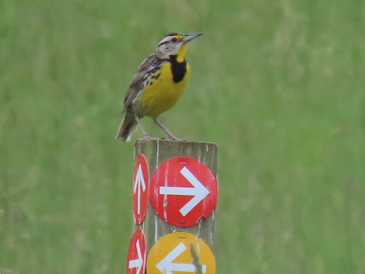 Eastern Meadowlark - Rick Robinson