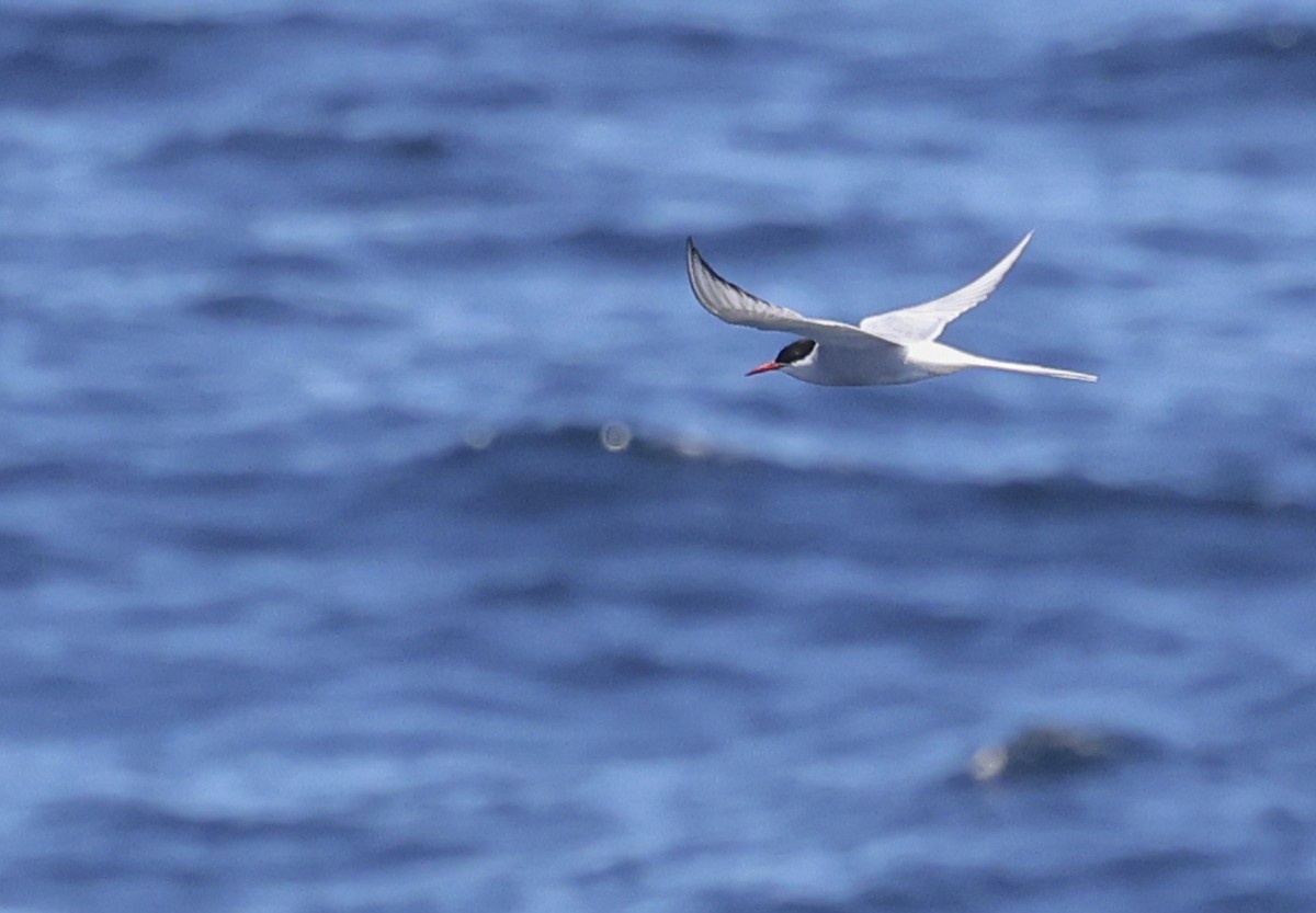 Arctic Tern - Jason Vassallo