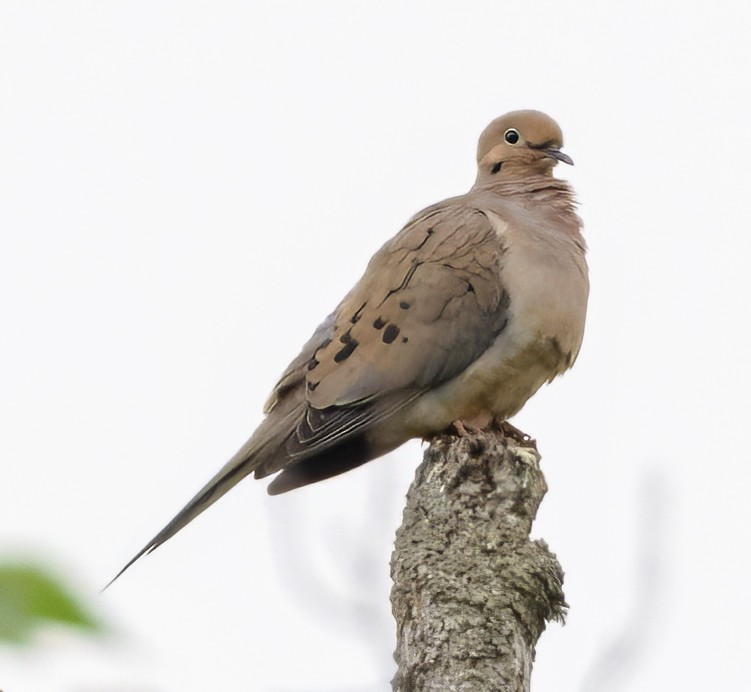 Mourning Dove - Scott Young