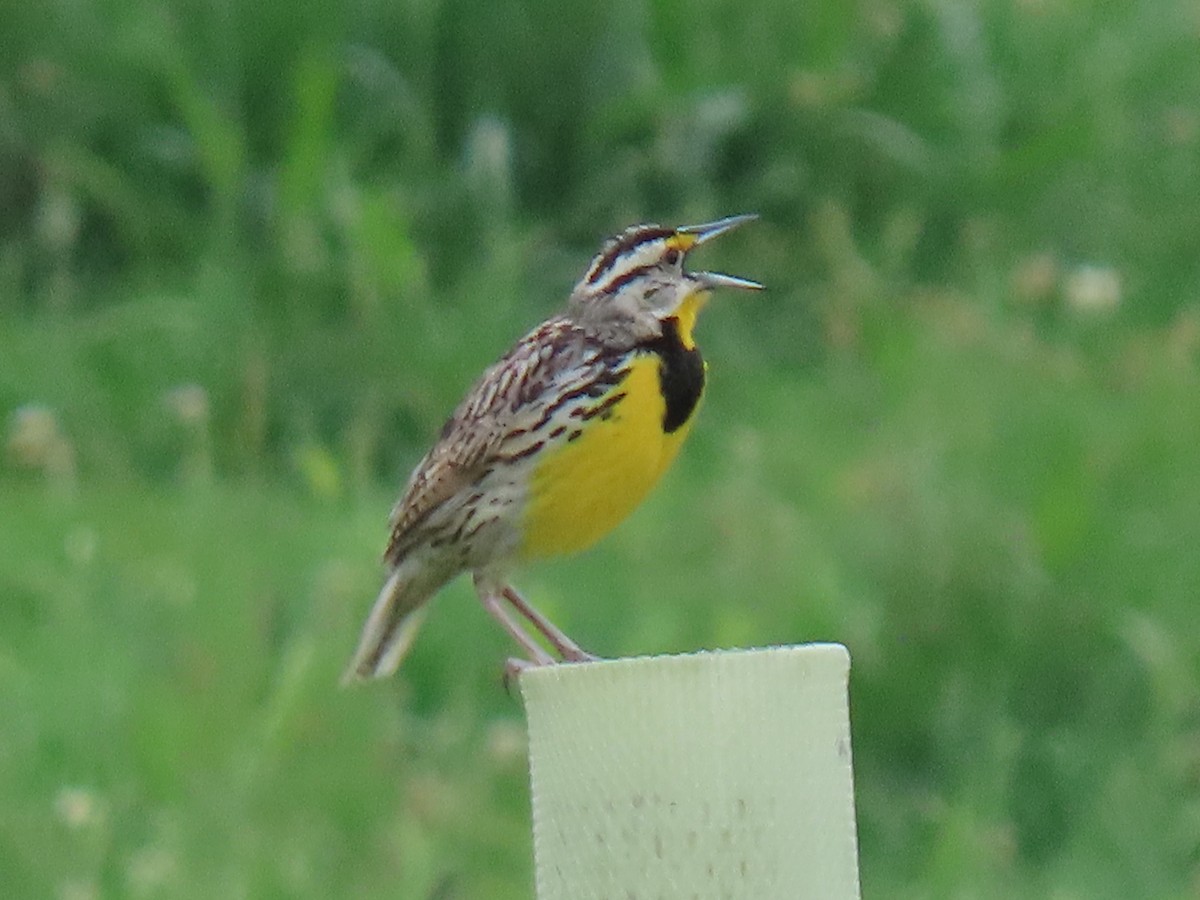 Eastern Meadowlark - Rick Robinson