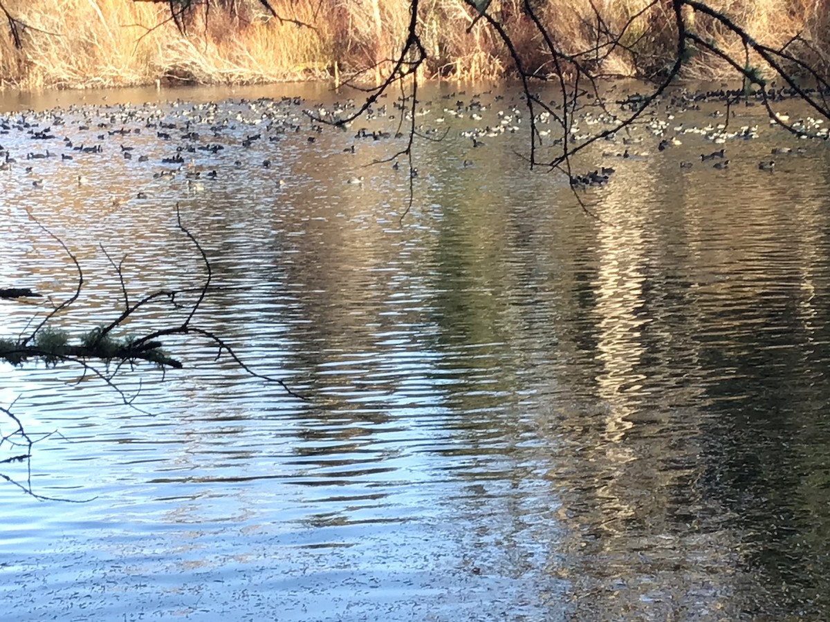 American Coot - morna tudor