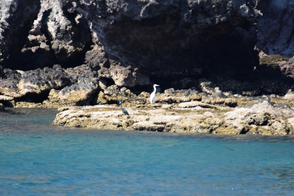 White-faced Heron - Jorge Juan Rueda