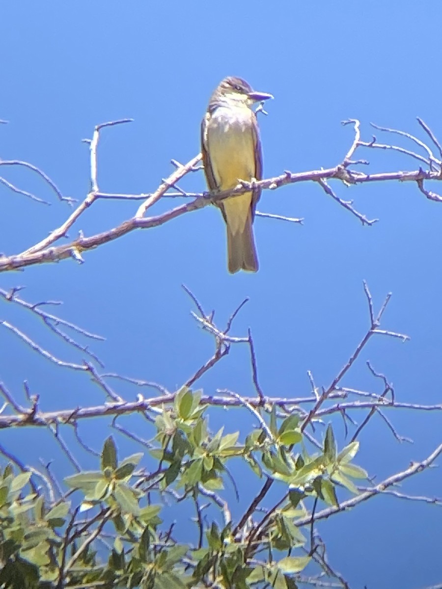 Thick-billed Kingbird - Conor  Garmon