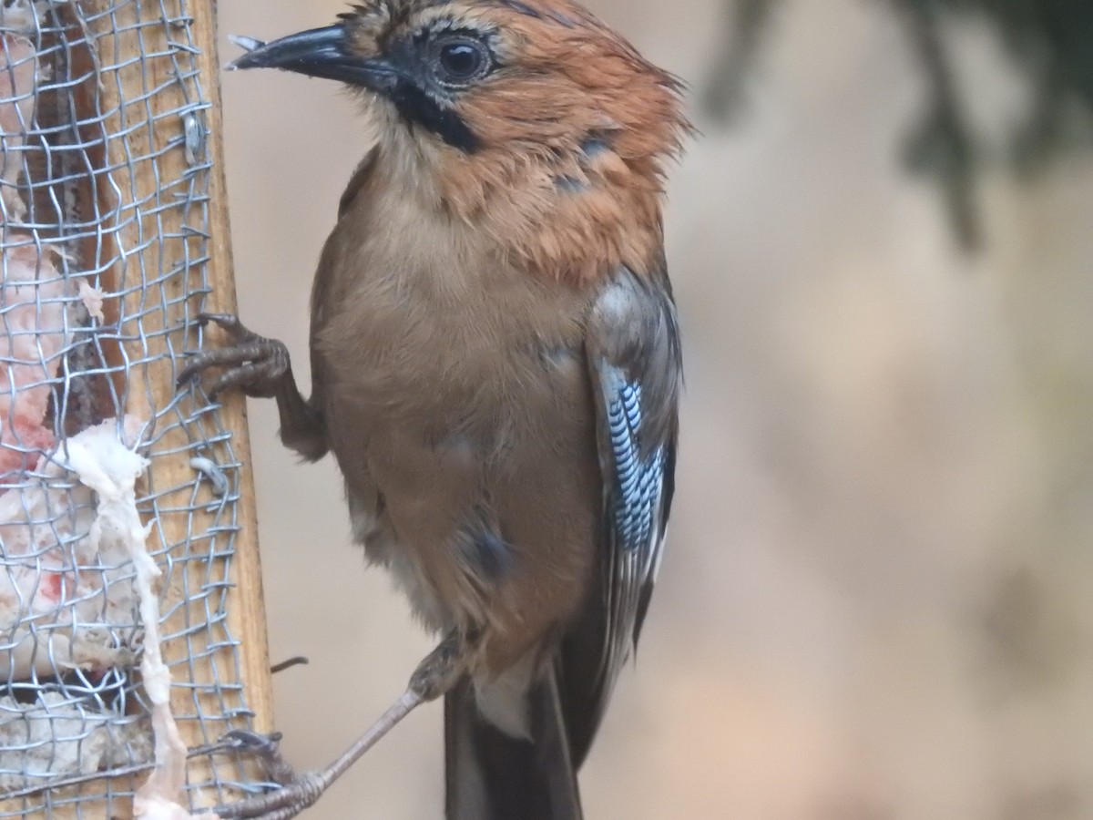 Eurasian Jay - Craig Jackson