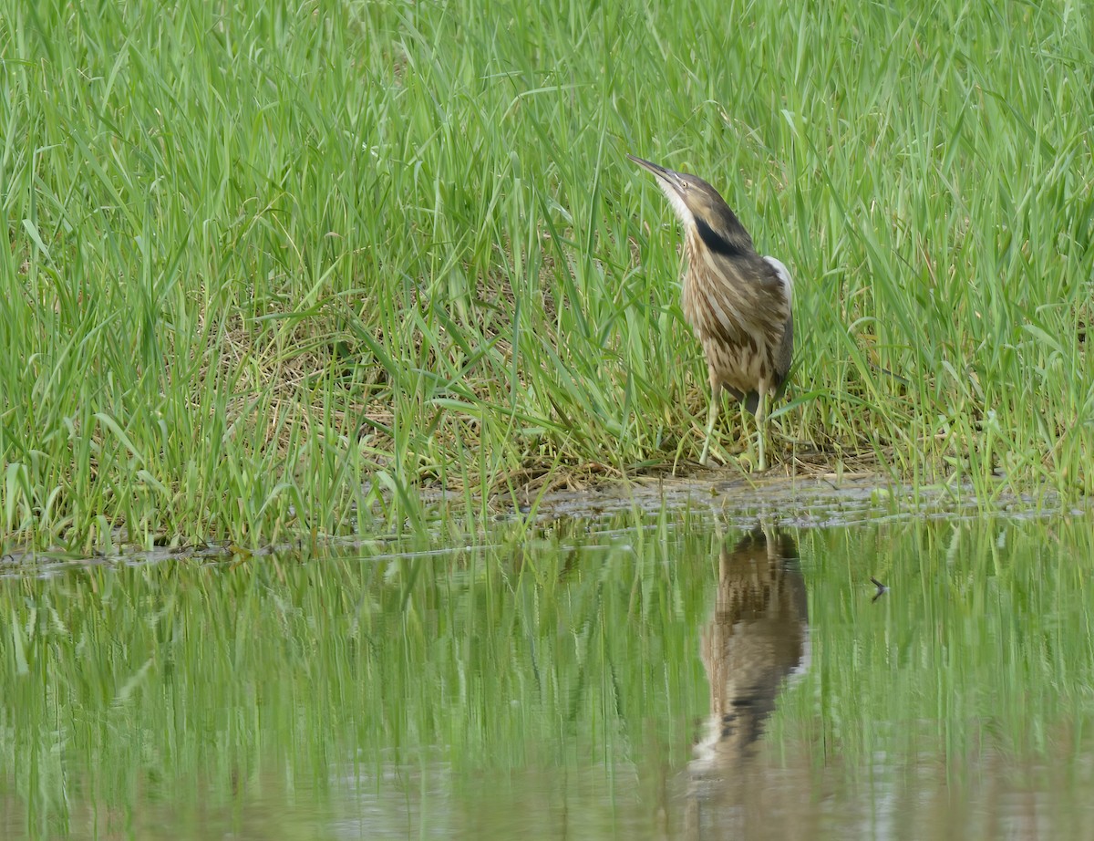 American Bittern - Daniel Thibault