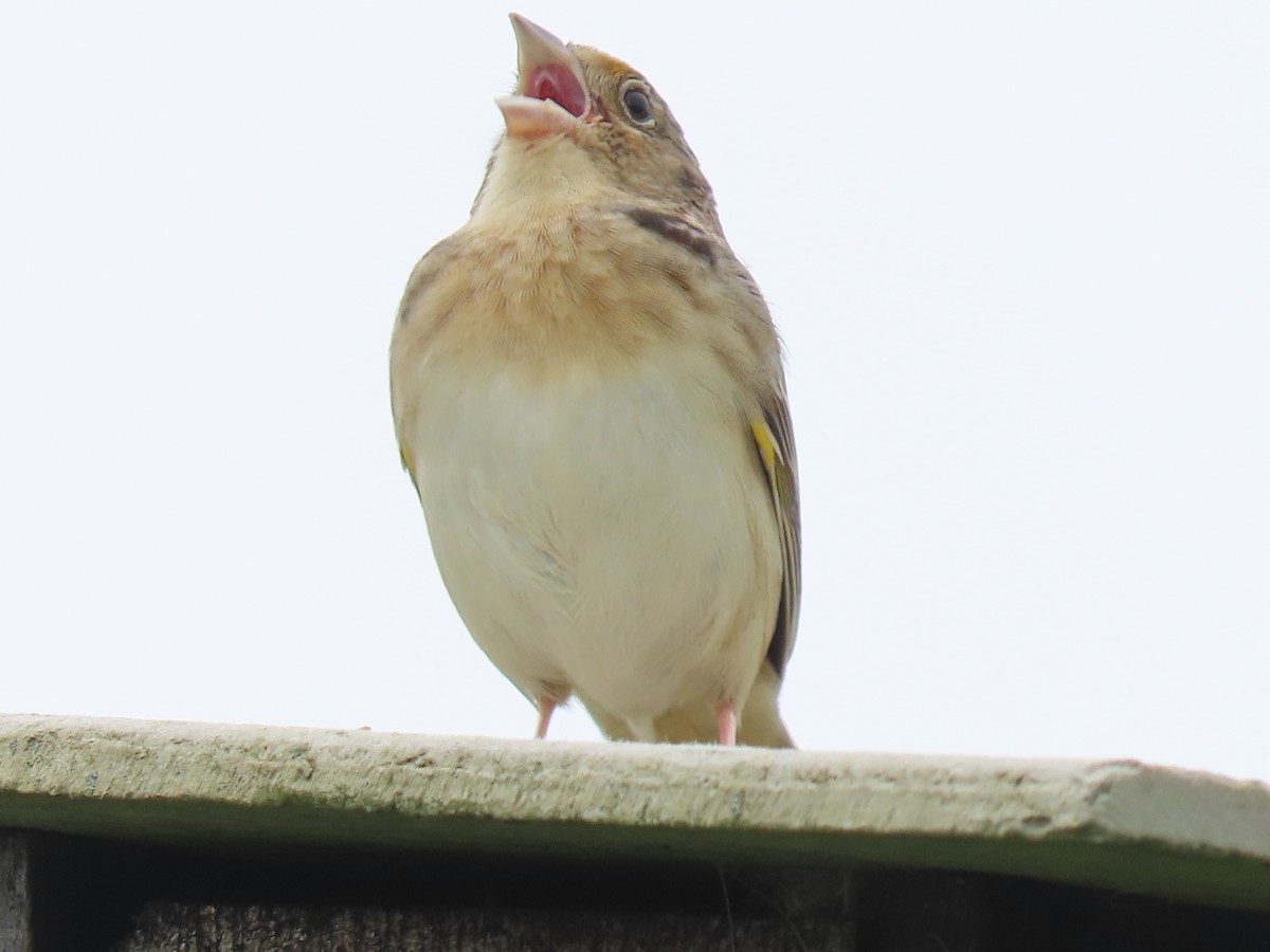 Grasshopper Sparrow - Rick Robinson