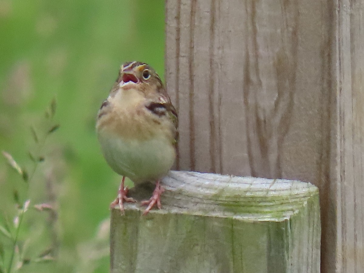 Grasshopper Sparrow - Rick Robinson