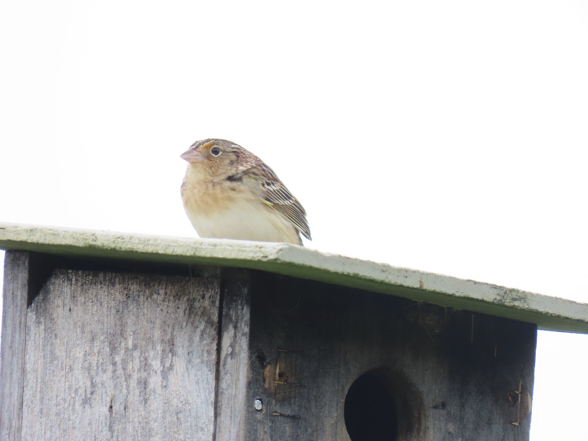 Grasshopper Sparrow - Rick Robinson