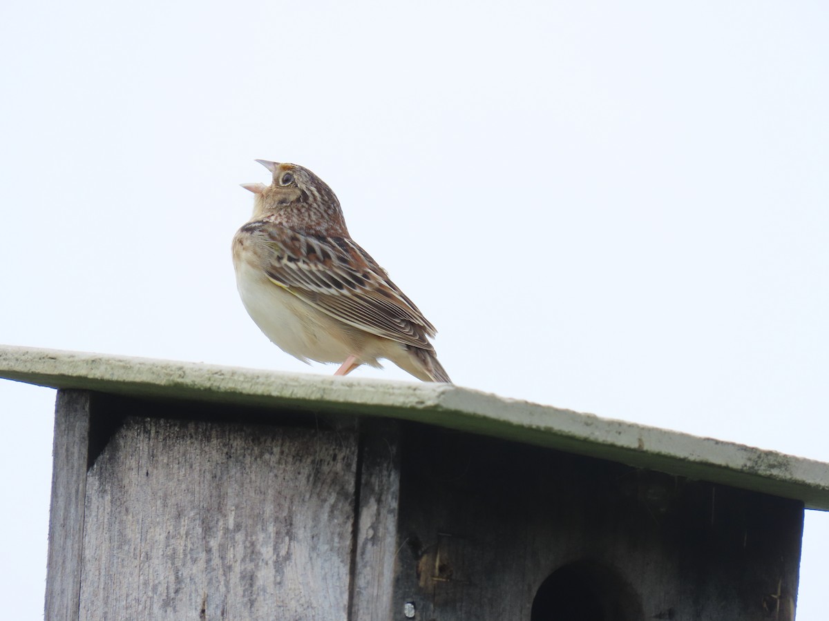 Grasshopper Sparrow - Rick Robinson