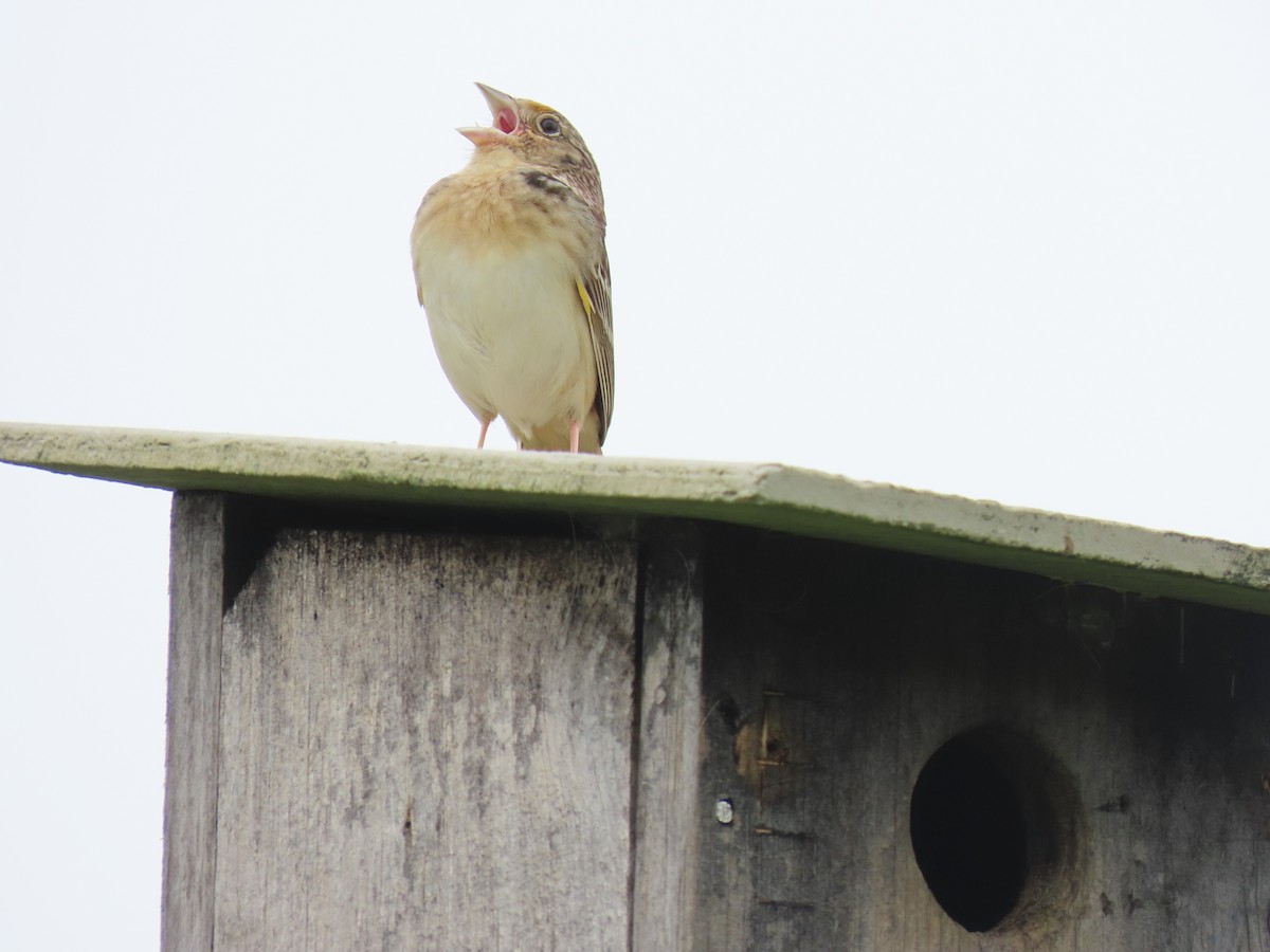 Grasshopper Sparrow - Rick Robinson