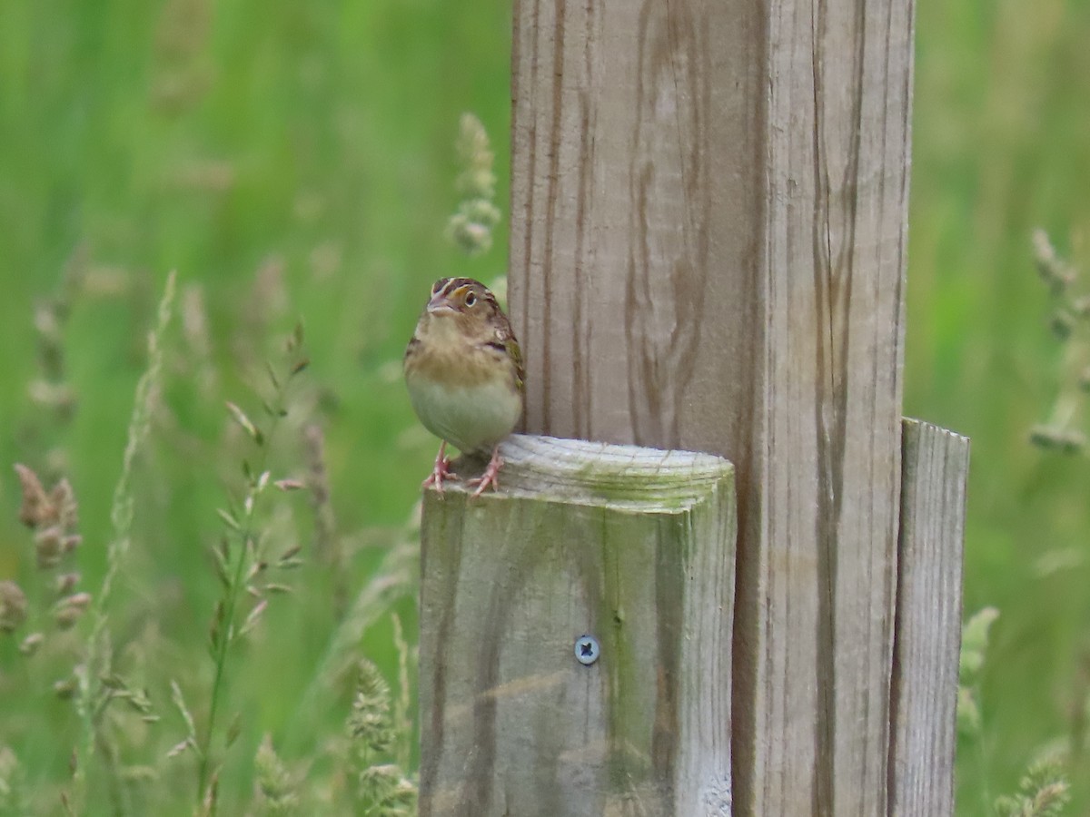 Grasshopper Sparrow - Rick Robinson