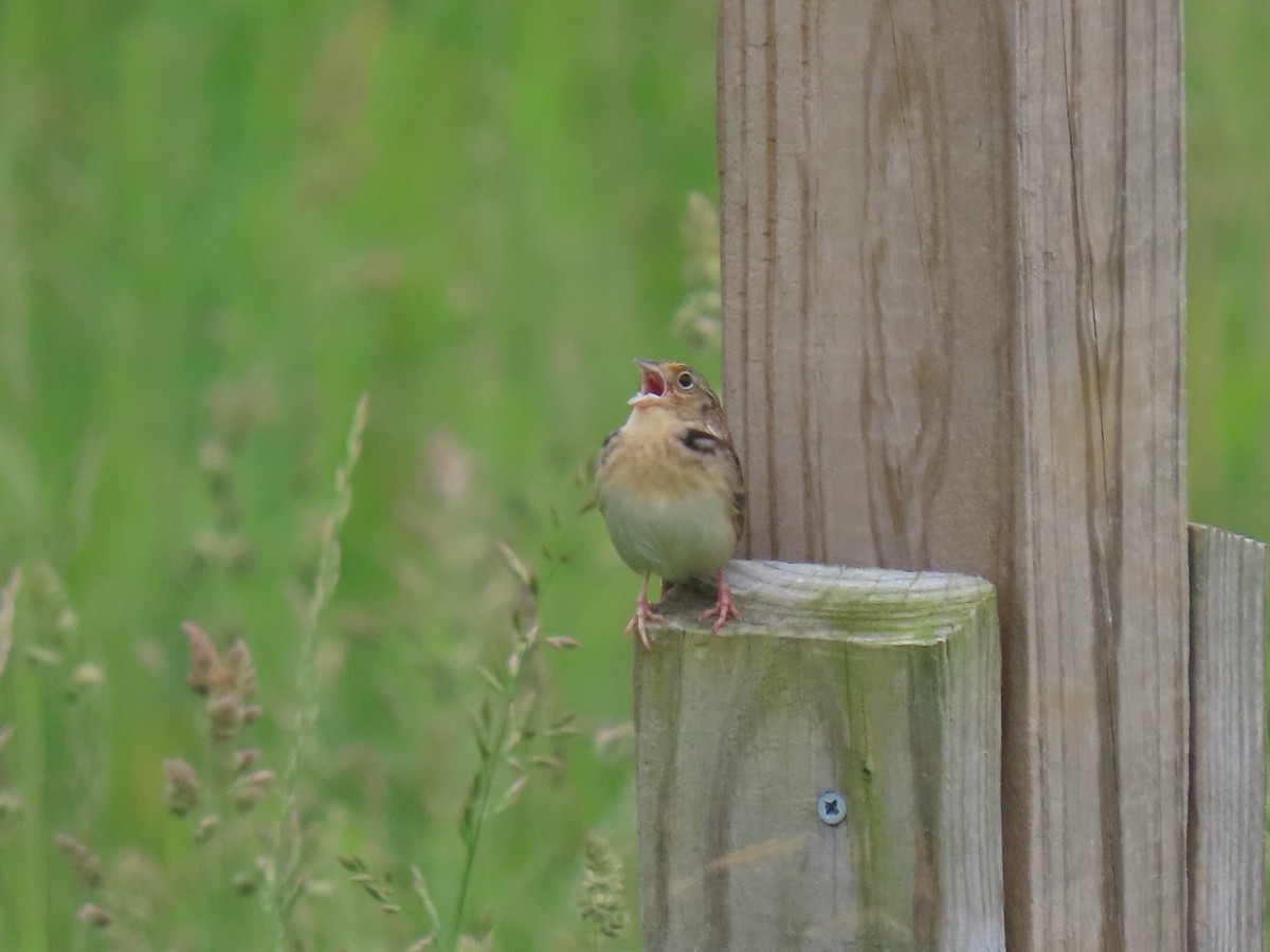 Grasshopper Sparrow - ML619289874